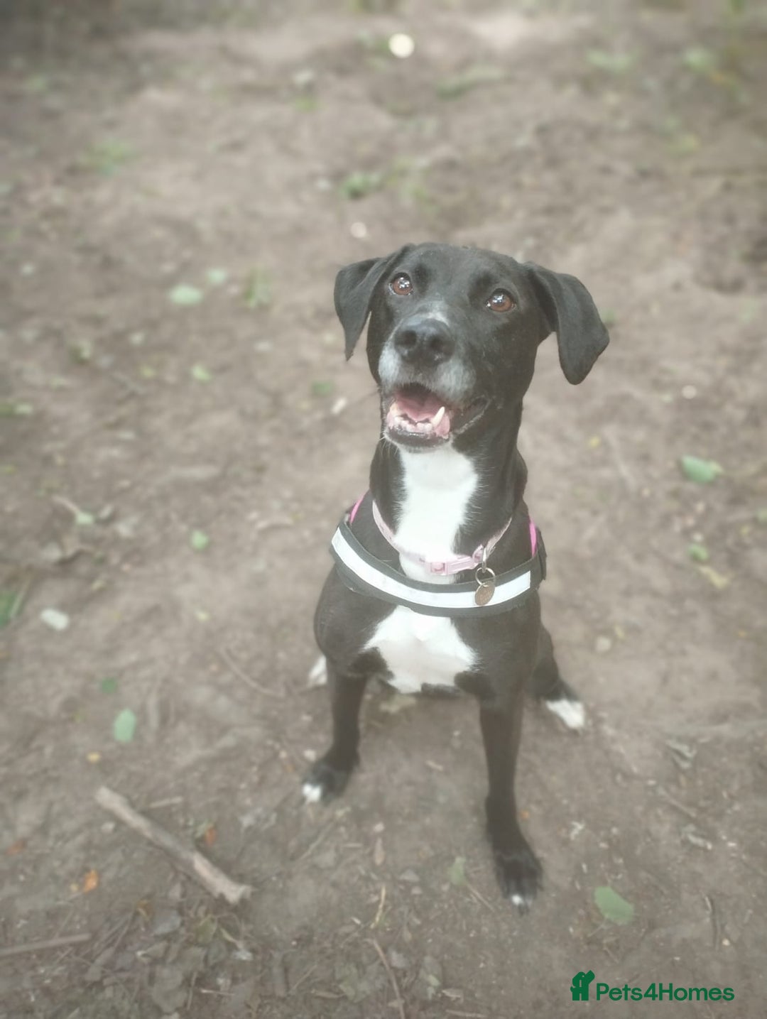 Mixed Breed dogs for adoption: Luna  - Image 4