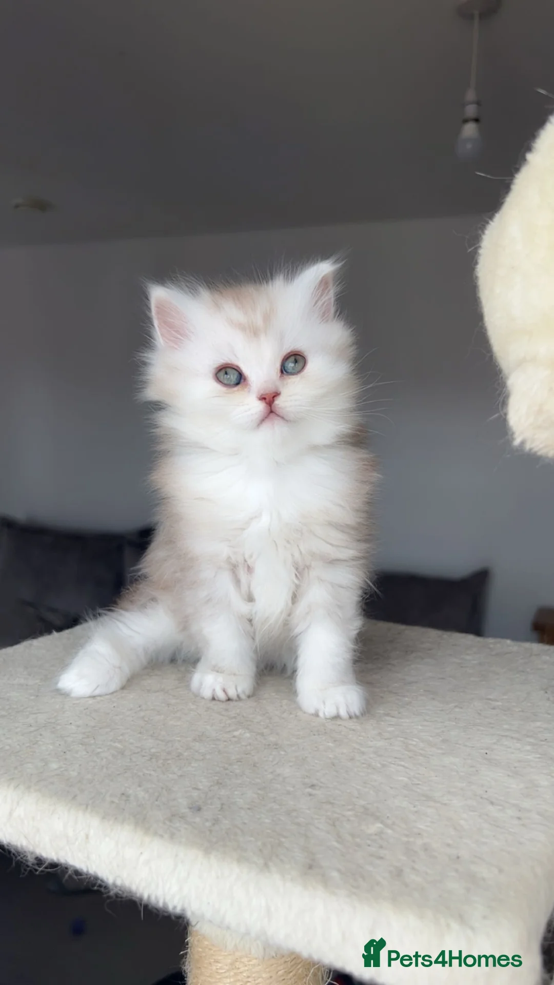 British Shorthair cats for sale: British shorthair kittens - Advert 1