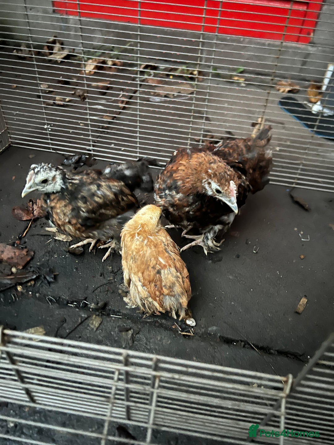 Chickens poultry for sale: 11 Pekin and silkie chickens for sale - Advert 6