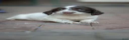 English Springer Spaniel dogs for sale: 2 Springer Spaniel Puppies - Advert 4