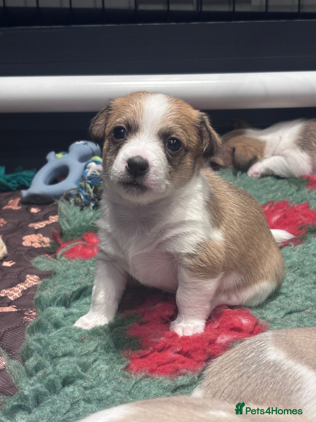 Mixed Breed dogs for sale: 3/4 Jack 1/4 Maltese male puppy available  - Advert 2