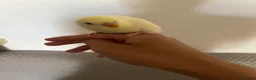 Finches birds for sale: Hand reared tame budgie for sale  in Burton-on-Trent - Advert 5
