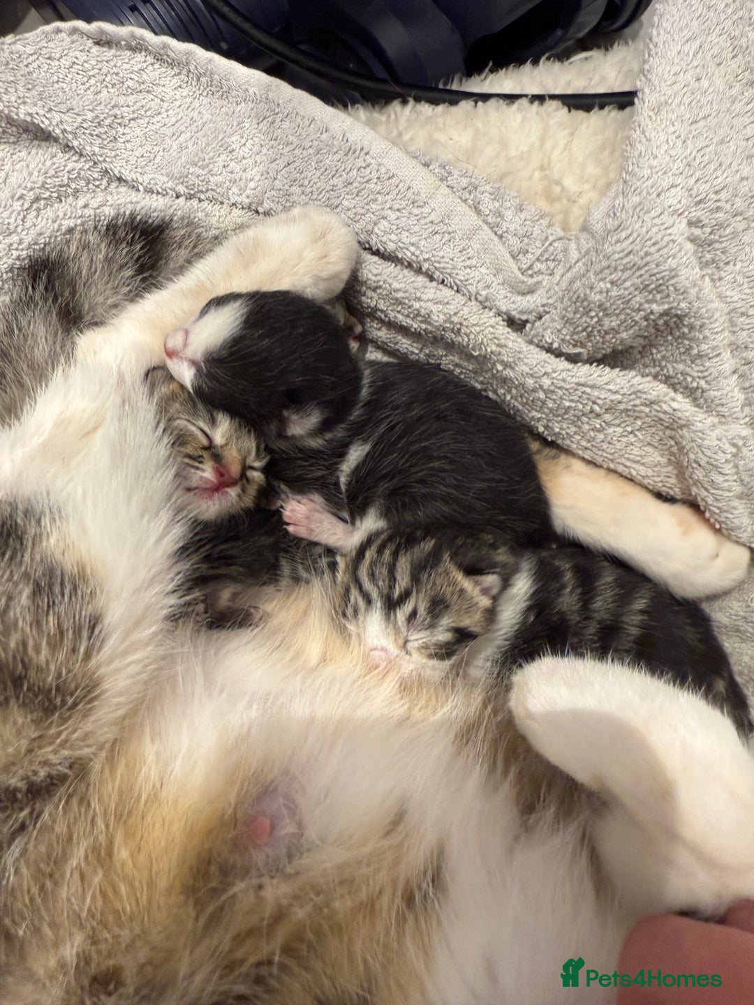 Mixed Breed cats for sale: Mixed kittens.  - Image 3