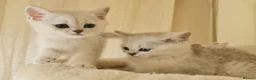 British Shorthair cats for sale: BRITISH SHORTHAIR KITTEN BLUE EYES  - Advert 36