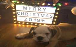 English Bulldog dogs for stud: Stud Dog  - Image 2