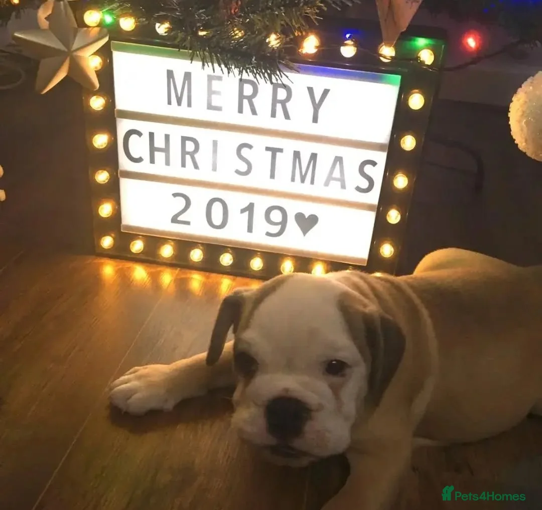 English Bulldog dogs for stud: Bulldog Stud - Advert 2