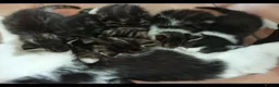 Mixed Breed cats for sale: Adorable Tabbies and Tuxedo in Leicester - Advert 8
