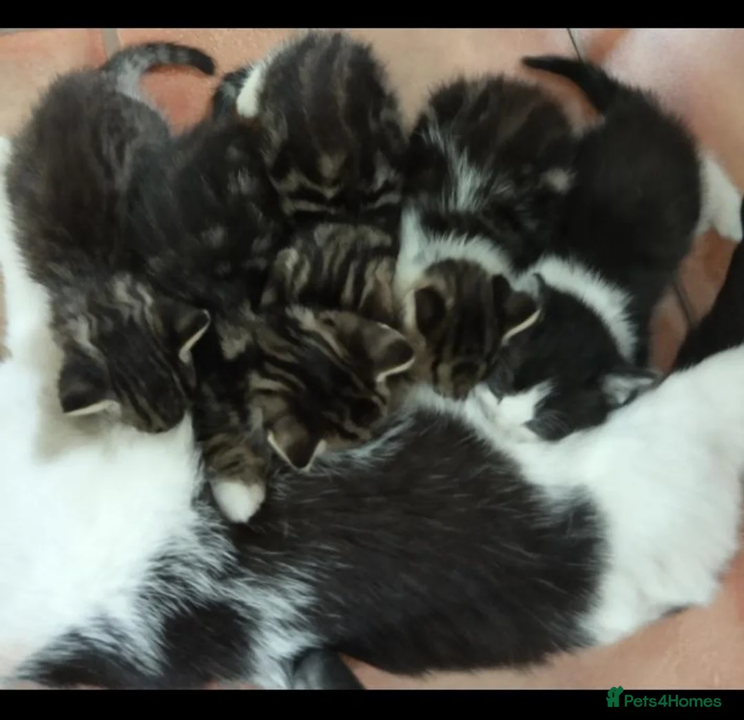 Mixed Breed cats for sale: Adorable Tabbies and Tuxedo in Leicester - Advert 8