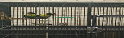 Lovebirds birds for sale: Breeding pair of lovebirds with DNA in Bury Saint Edmunds - Advert 3
