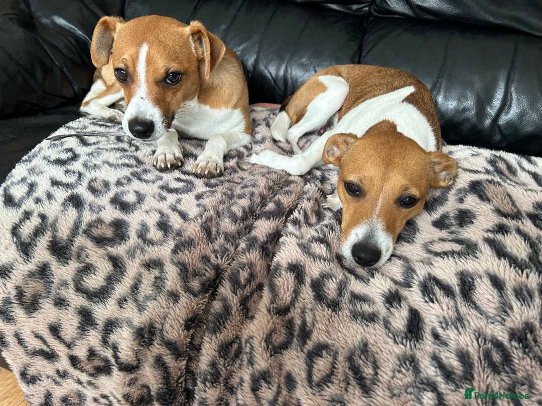 Jack Russell dogs for sale: Gorgeous Jack Russell puppies - Image 7