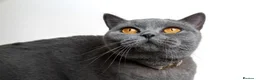 British Shorthair cats for sale: Blue Male British Shorthair – Ready to Leave - Advert 6