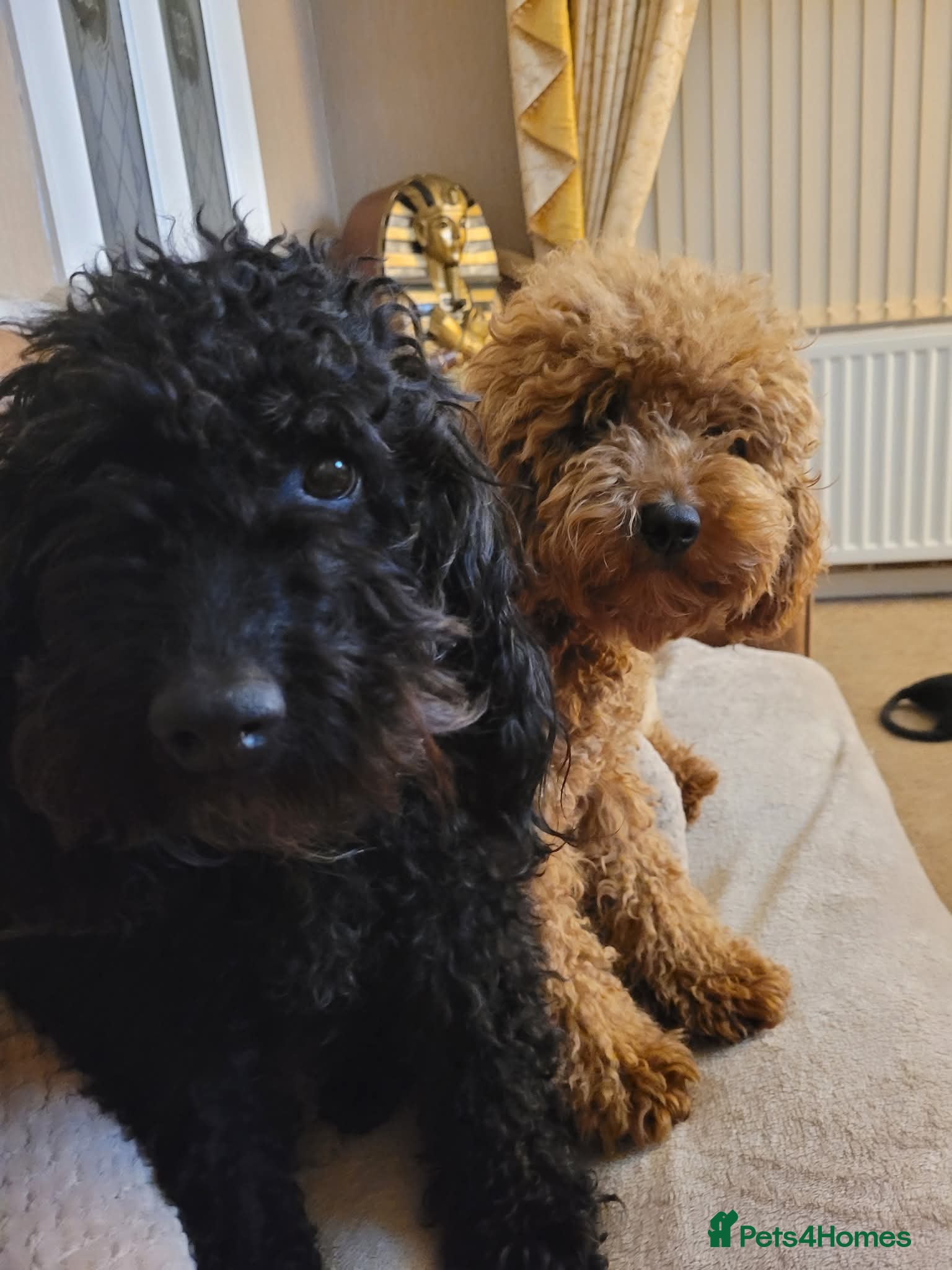 Cockapoo dogs Cockapoo puppies - Advert 1