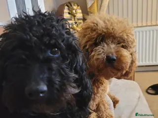 Cockapoo dogs Cockapoo puppies - Advert 18