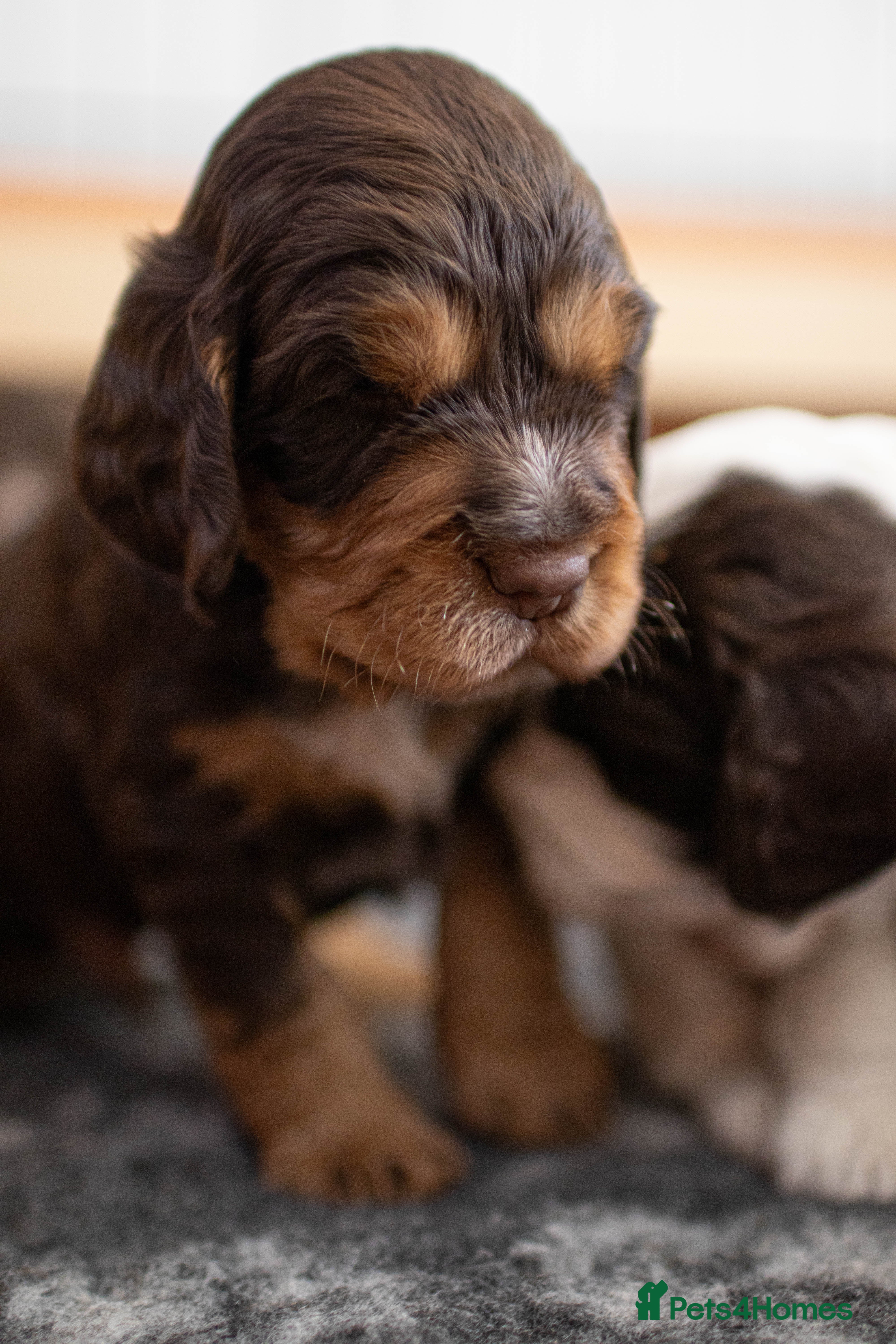 Cocker Spaniel dogs KC Excellent pedigree . Litter of 4 Handsome pups  - Advert 2