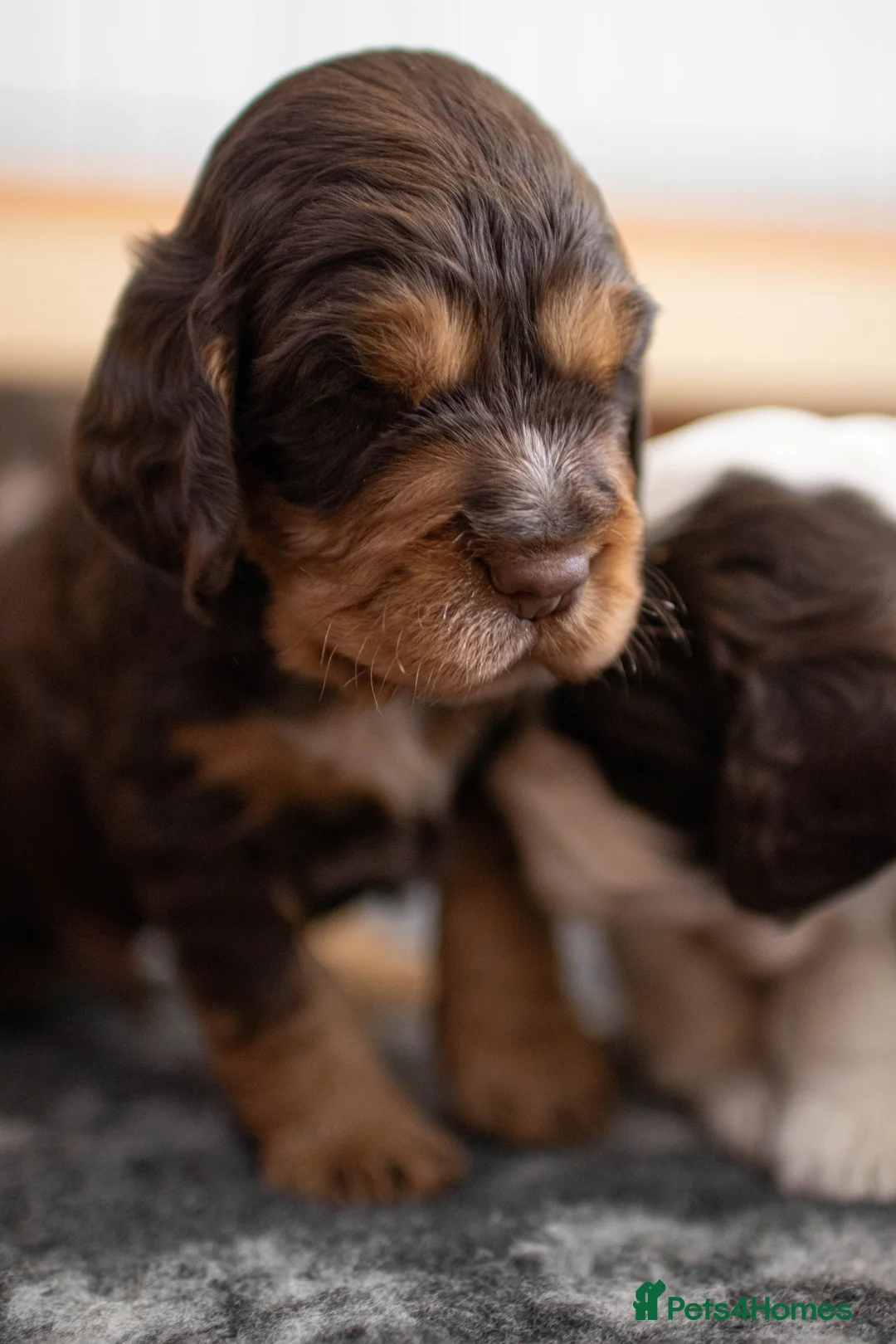 Cocker Spaniel dogs for sale: KC Excellent pedigree . Litter of 4 Handsome pups  - Advert 2