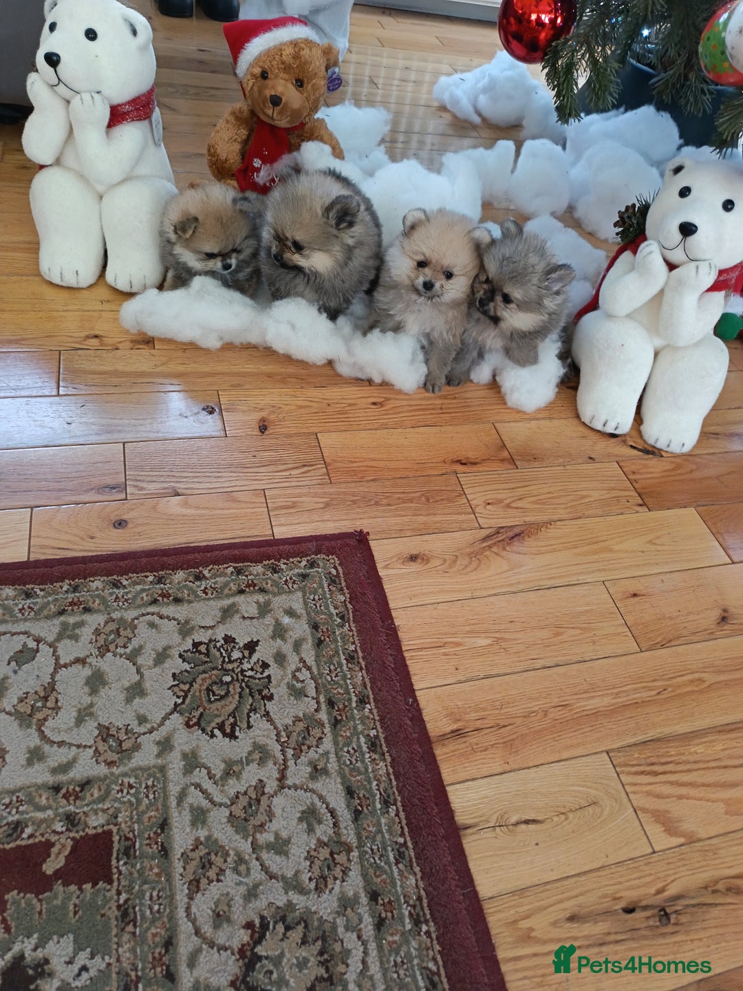 Pomeranian dogs for sale: 2 POMERANIAN PUPPIES FOR SALE - 1 girl and 1 boy - Advert 10
