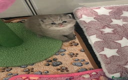 British Shorthair cats for sale: British Shorthair Kittens - Image 8