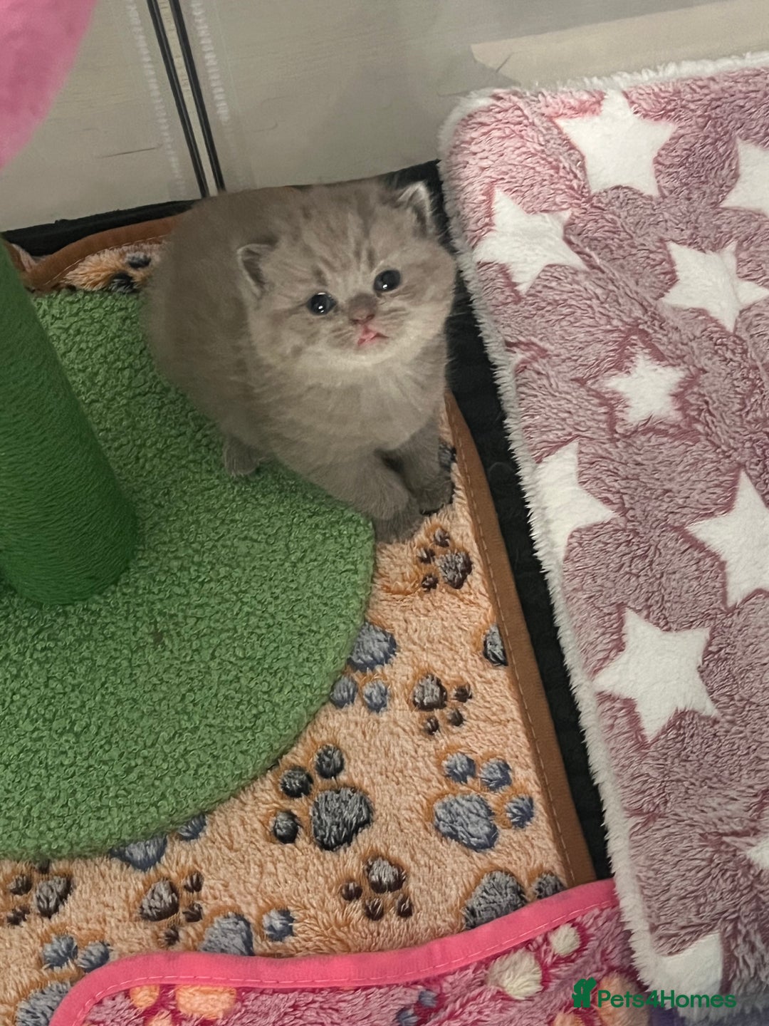 British Shorthair cats for sale: British Shorthair Kittens - Image 8