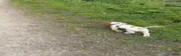 Cocker Spaniel dogs for sale: Cocker spaniel - 15 weeks old male  - Advert 4