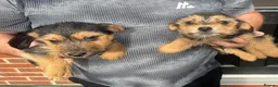 Mixed Breed dogs for sale: Yorkshire terrier cross in Salford - Advert 3
