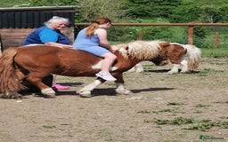 Shetland pony horses for sale: 2 frendly loved shtland felabella, and Shetland  - Image 7