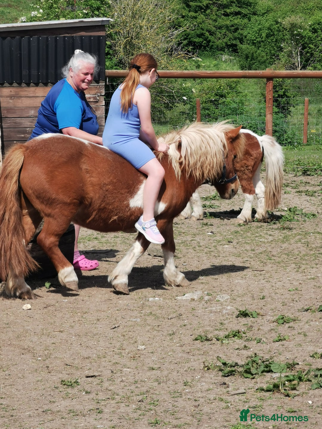 Shetland pony horses for sale: 2 frendly loved shtland felabella, and Shetland  - Image 7