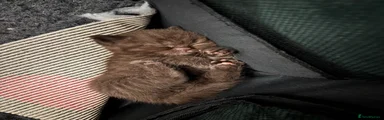 British Shorthair 5