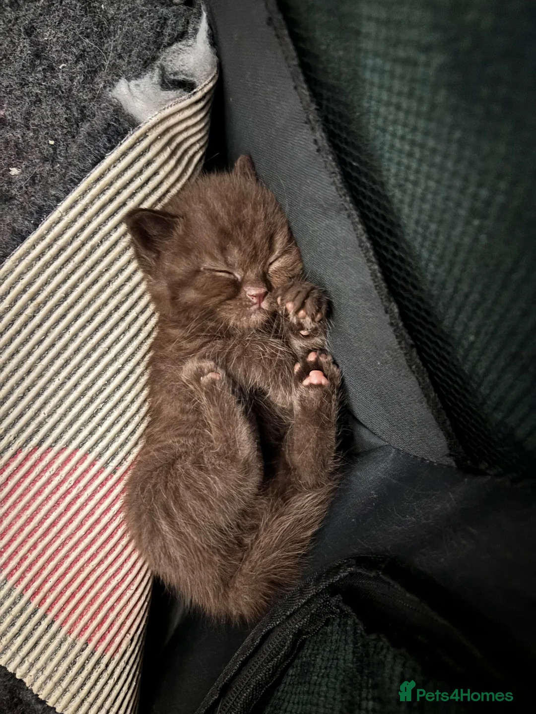 British Shorthair cats for sale: British shorthair kittens looking new home ❤️❤️❤️ - Advert 13