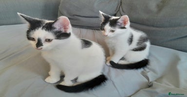 British Shorthair cats - Advert 7