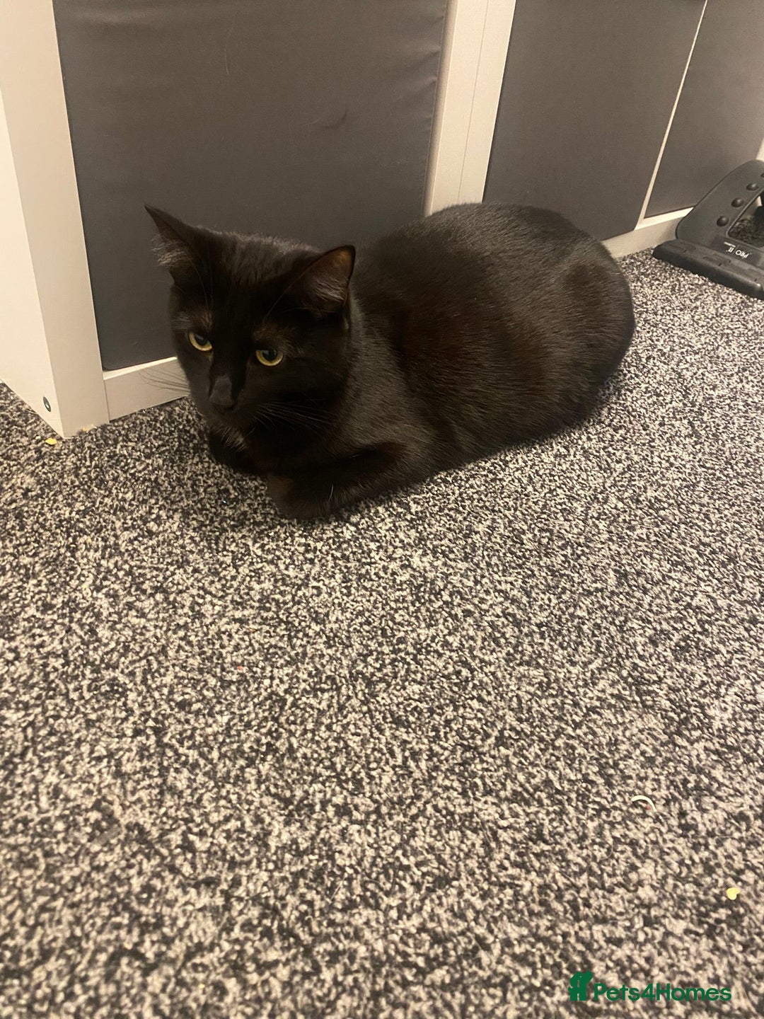 British Shorthair cats for sale: Loki and Hazel selling as a pair - Advert 9