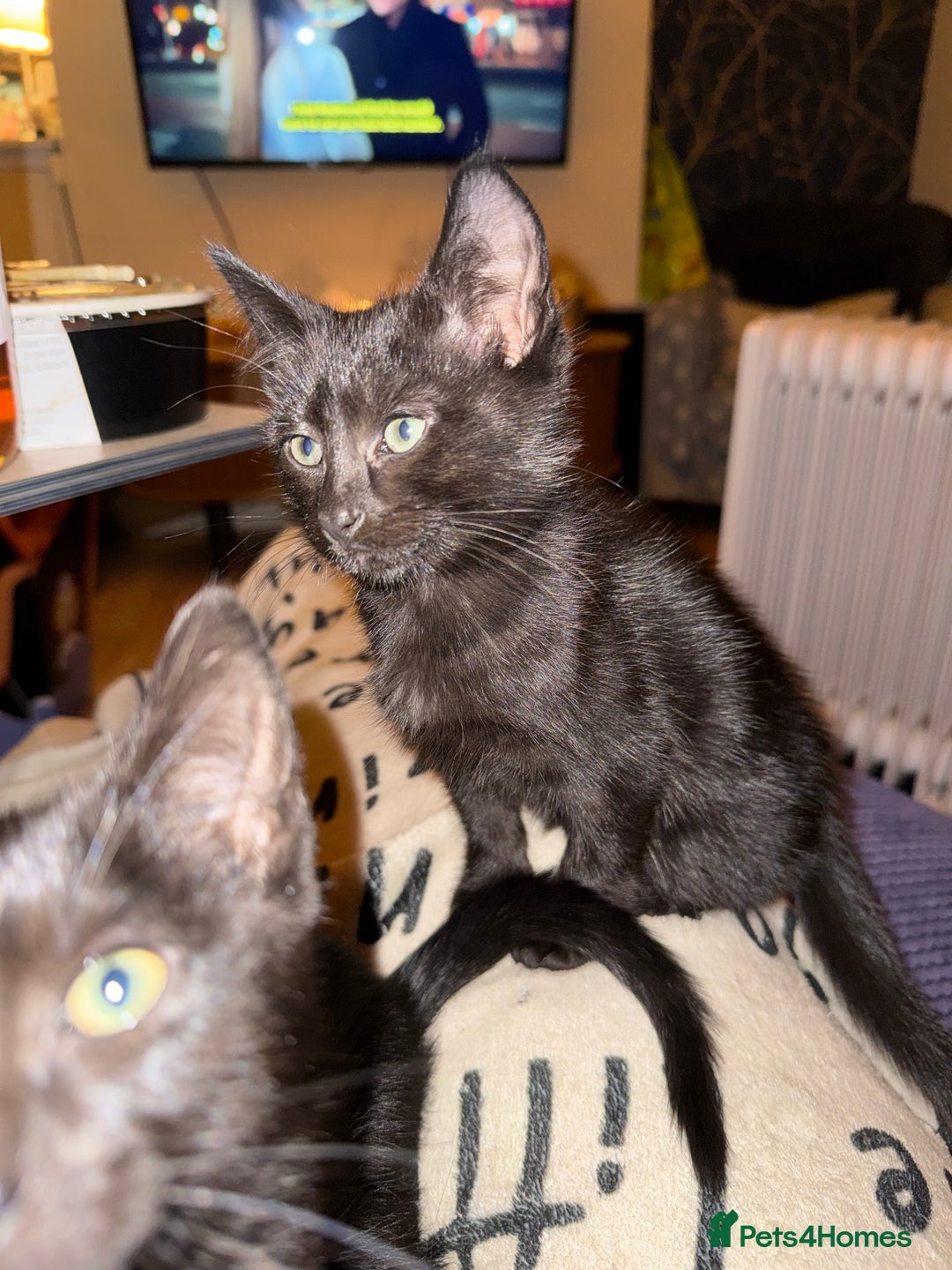 Mixed Breed cats for sale: Melanistic bengals/siamese’s (bengalese) - Advert 28