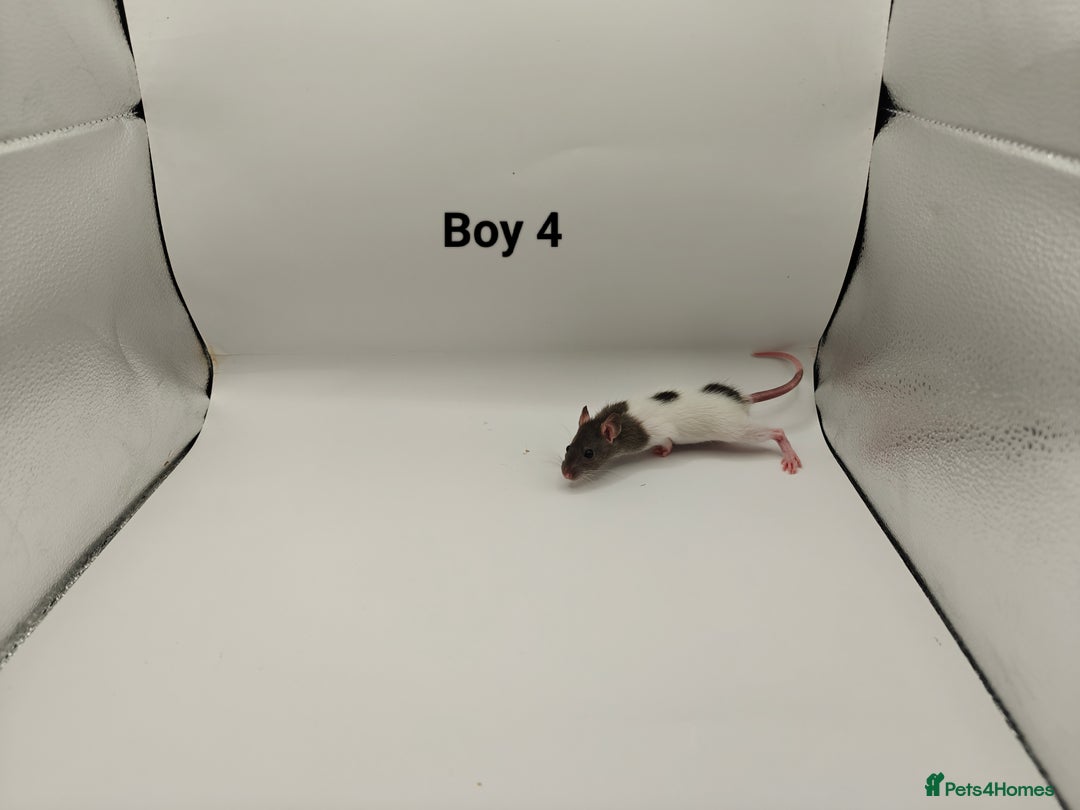 Rat rodents for sale: JAN: 27 Rats (21 Rats: 10 Boys & 11 Girls Left) - Advert 5