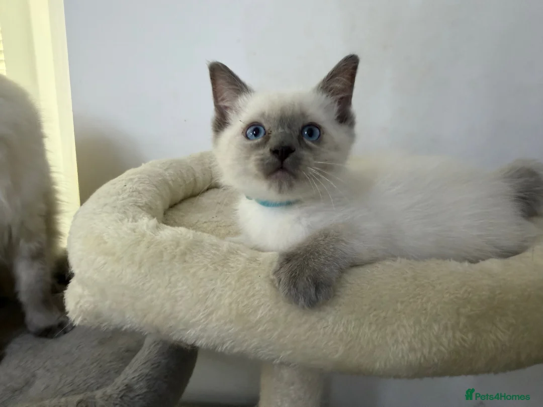 Ragdoll cats for sale: Adorable and friendly Ragdoll Kittens - Advert 5