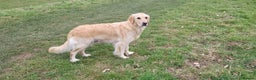 Golden Retriever dogs for sale: 8 golden retriever puppies - Advert 1