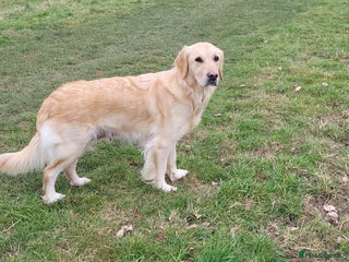 Golden Retriever dogs 8 golden retriever puppies - Advert 1