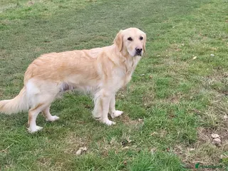 Golden Retriever dogs 8 golden retriever puppies - Advert 8