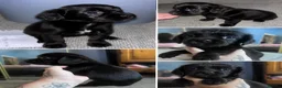 Cocker Spaniel dogs for sale: Beautiful active cocker spaniels - Advert 2