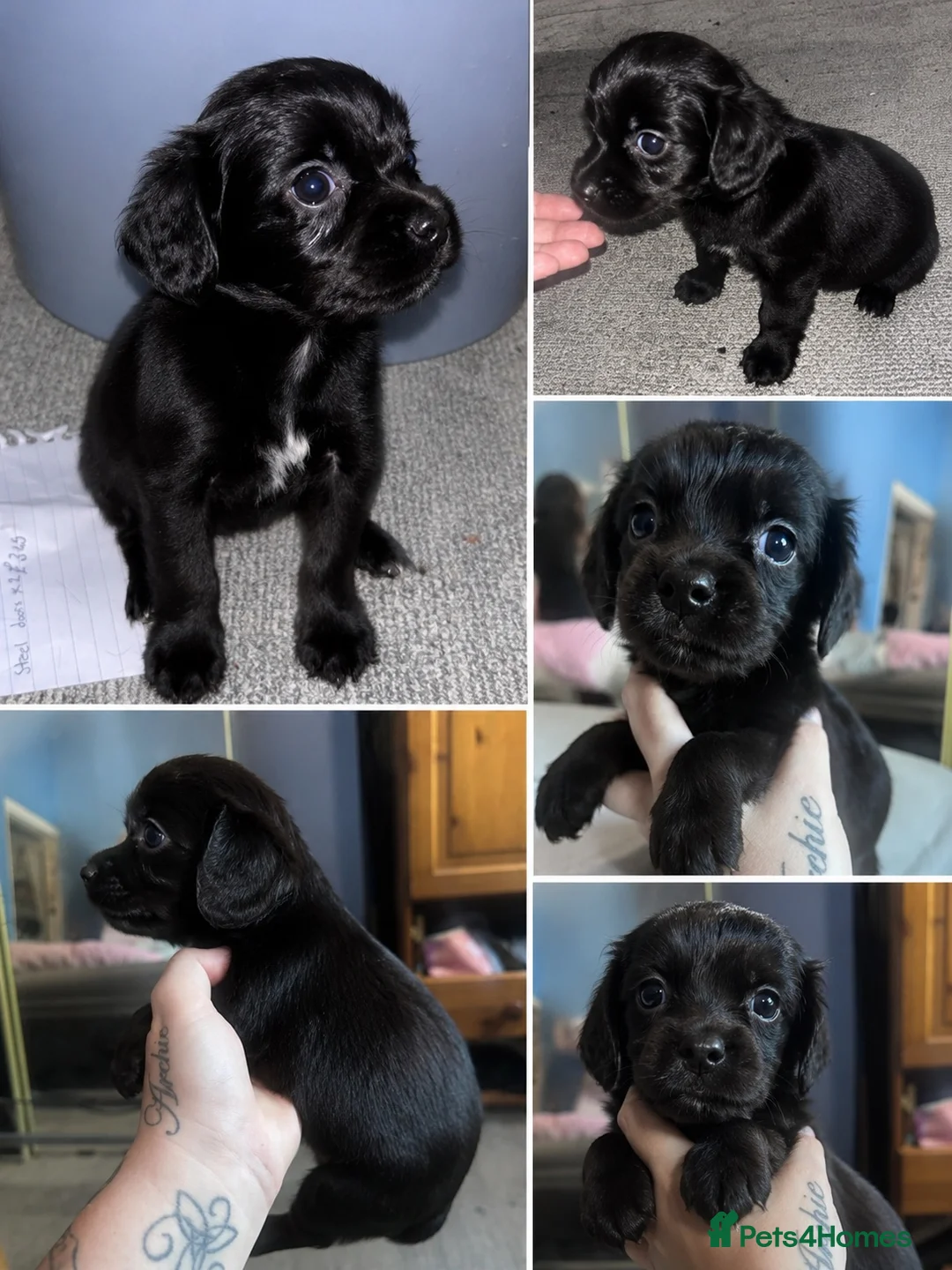 Cocker Spaniel dogs for sale: Beautiful active cocker spaniels - Advert 2