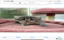 Scottish Fold cats for sale: Lovely kitten Highland delivery only Scotland Xx - Image 12