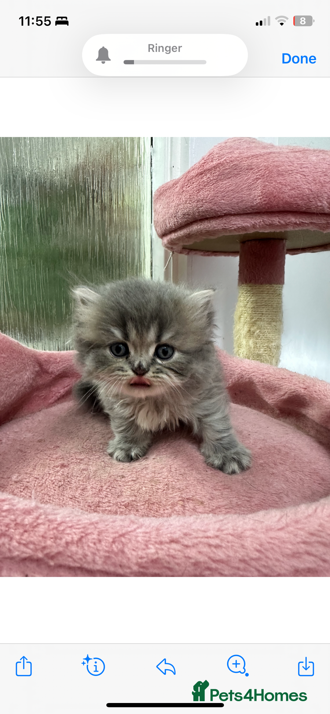 Scottish Fold cats for sale: Lovely kitten Highland delivery only Scotland Xx - Image 12