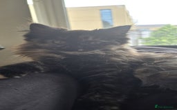 Ragdoll cats for sale: Ragdoll Siberian Kittens in London - Image 7