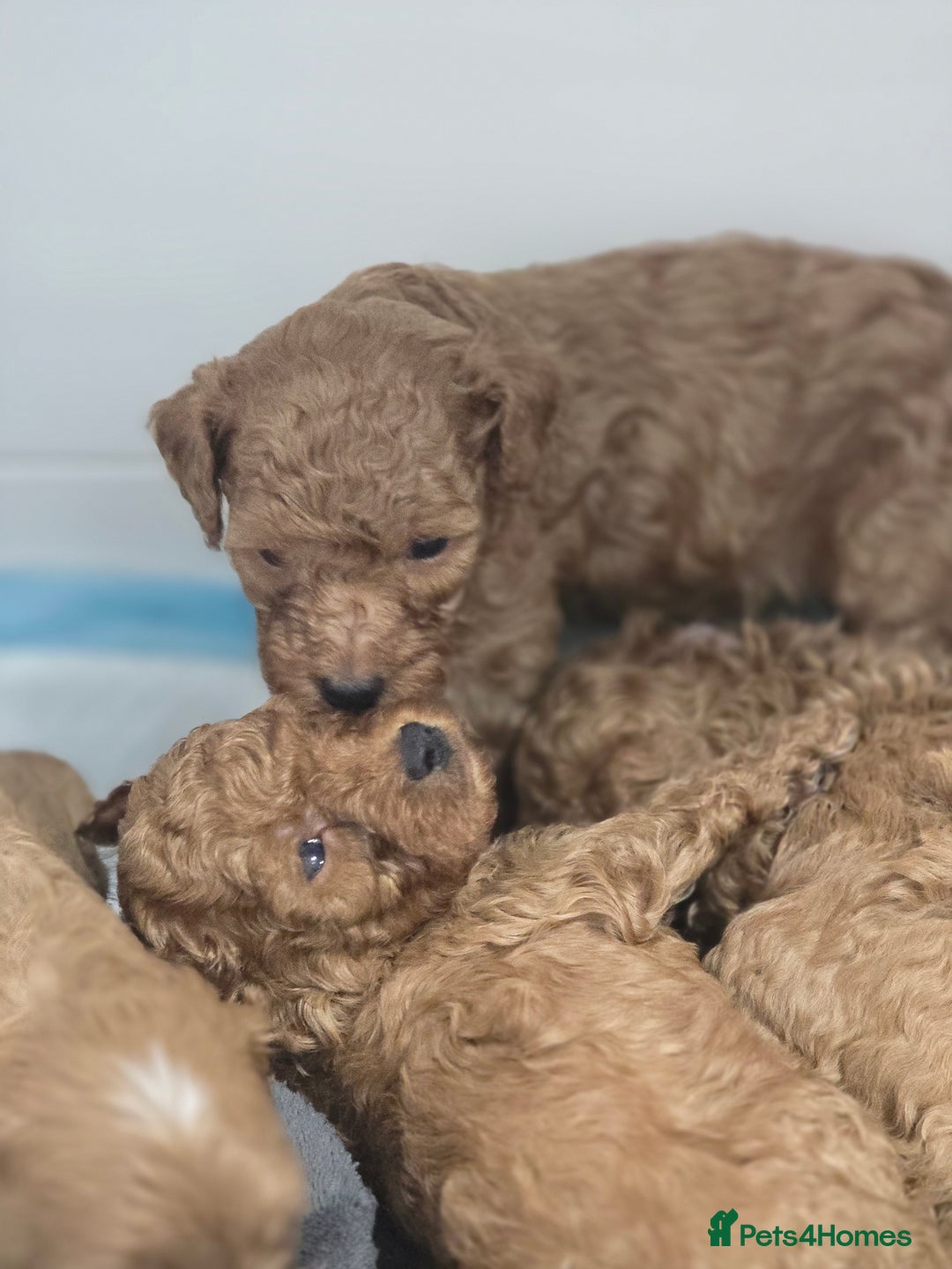 Cavapoo dogs for sale: Miniature F1B Cavapoo puppies 1 Left - Image 25