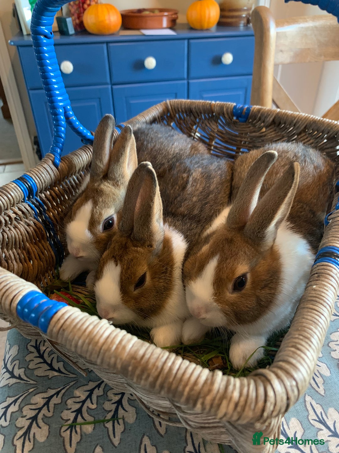 Dutch rabbits for sale: Dutch rabbits - Image 4