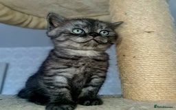 Scottish Fold cats for sale: TICA registered females 😸😽🐱 - Image 8