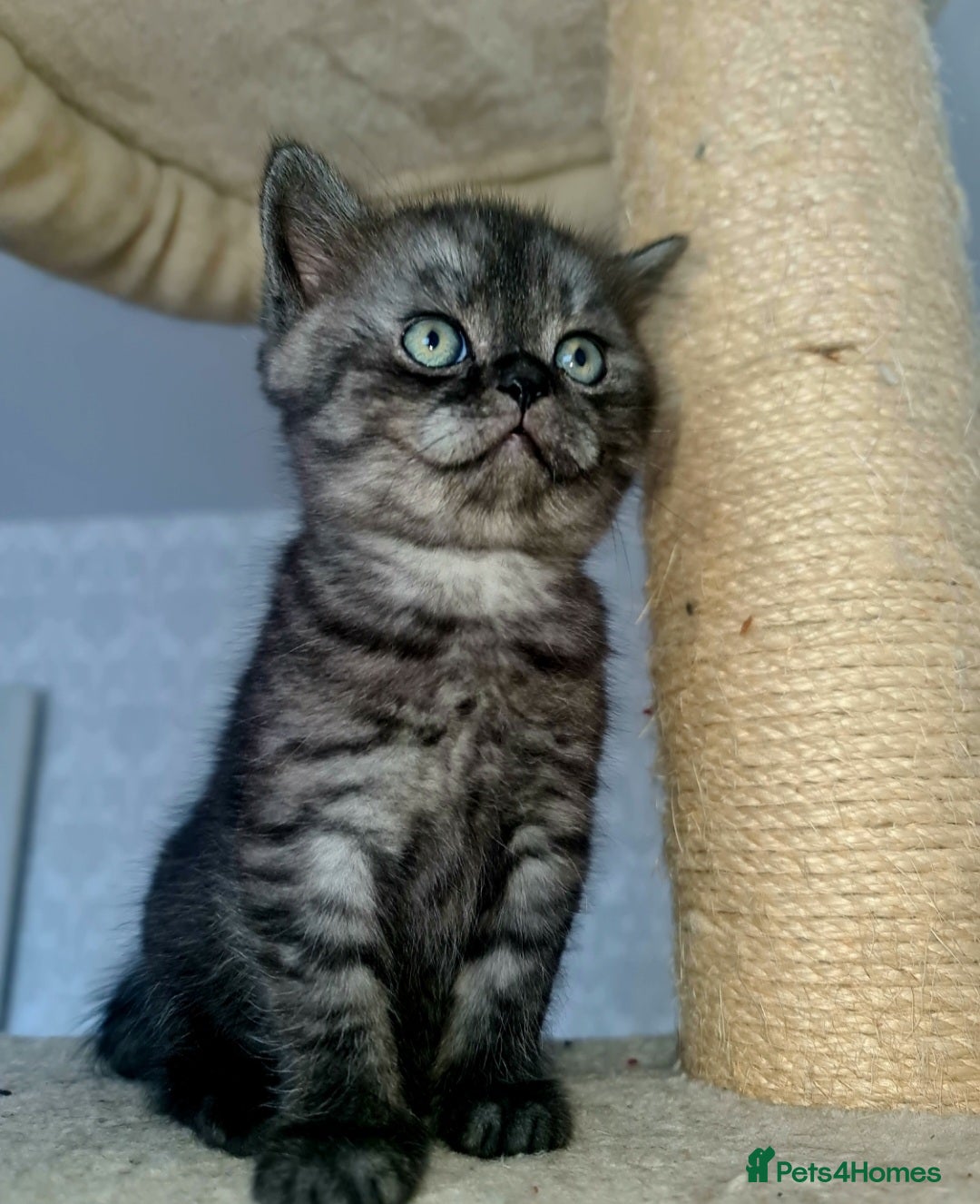 Scottish Fold cats for sale: TICA registered females 😸😽🐱 - Image 8