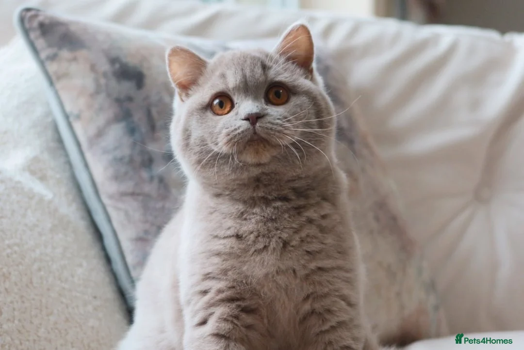 British Shorthair cats for sale: Aurabeau Cats is expecting Kittens - Advert 5