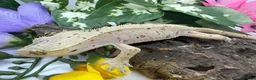 Gecko reptiles for sale: Crested gecko collection for sale  - Advert 8