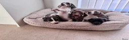 Miniature Dachshund dogs for sale: Miniature dachshund in Manchester - Advert 3
