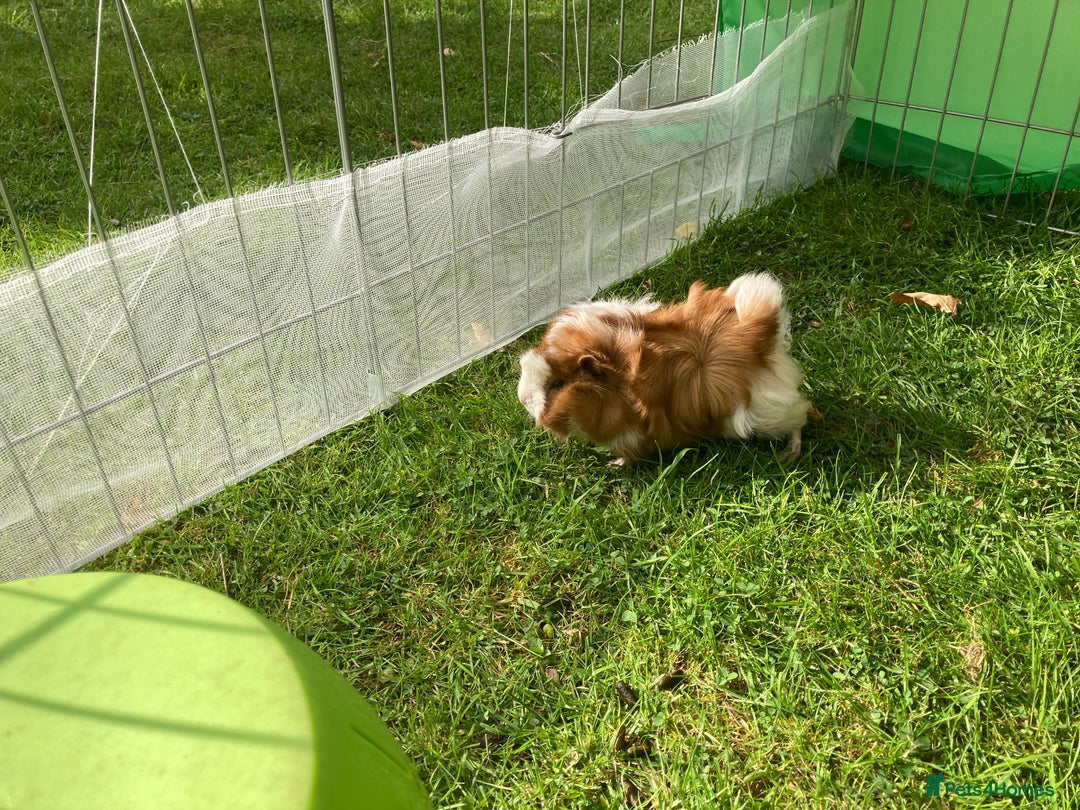 Guinea Pig rodents for sale: female baby guinea pig seven weeks old - Image 3