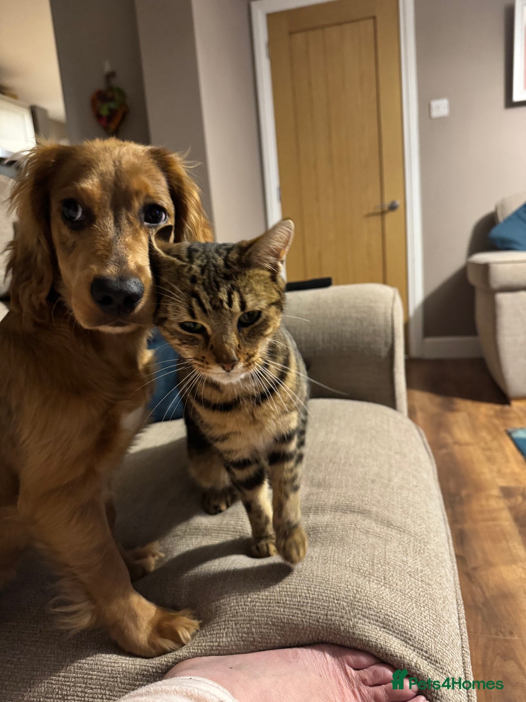 Cocker Spaniel dogs for sale: Forever Home Wanted for Our puppy, Bailey - Advert 5